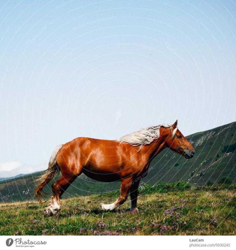 Favorite hairstyle | Horse mane waving at a gallop horse mane Ride Mane Animal portrait Brown Horse's head mare stallion Equestrian sports wild horse Free