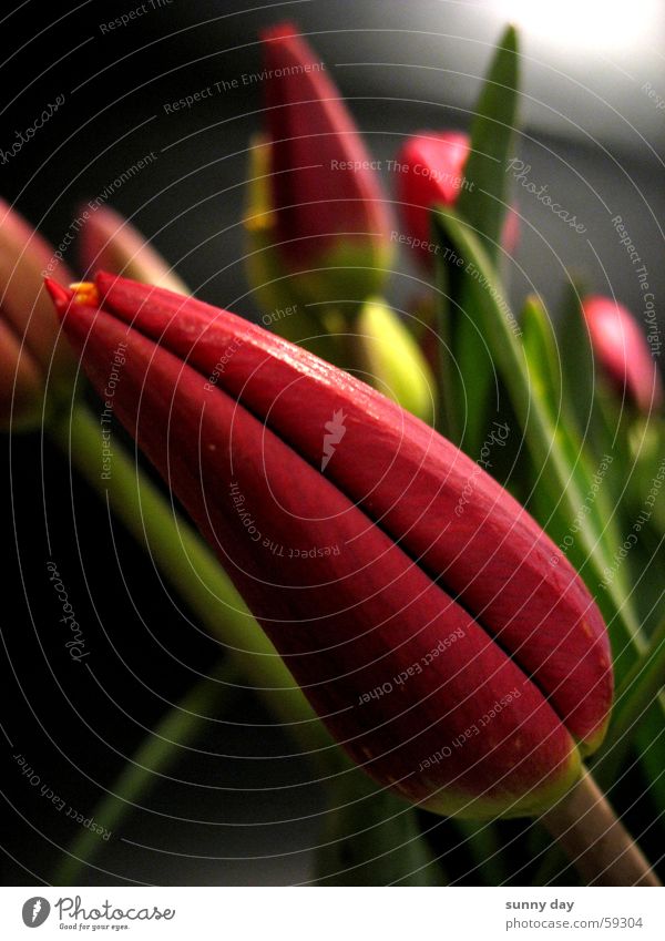 diagonal Tulip Flower Plant Blossom Red Diagonal