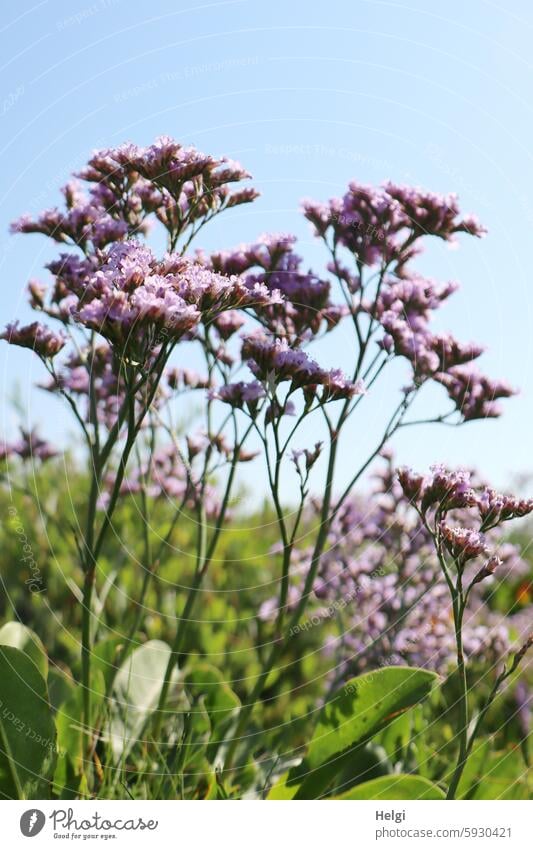 Beach lilacs from the frog's perspective on Hallig Gröde Marsh rosemary Halligflieder Flower Blossom blossom Salt meadow Worm's-eye view Summer Sky