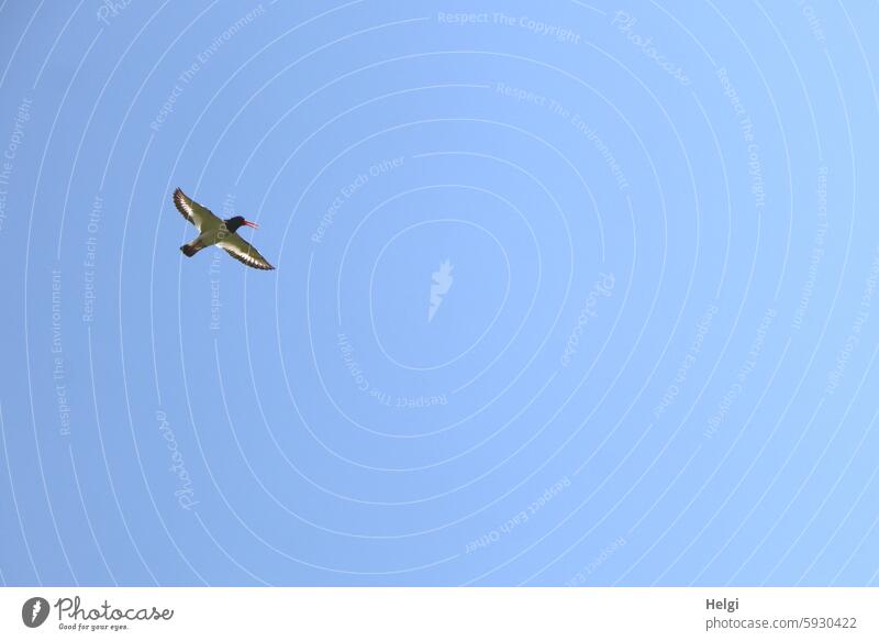 Hallig Gröde | flying oystercatcher in front of a blue sky Oyster catcher Bird Animal 1 Flying Air Sky Beautiful weather Nature Exterior shot Wild animal