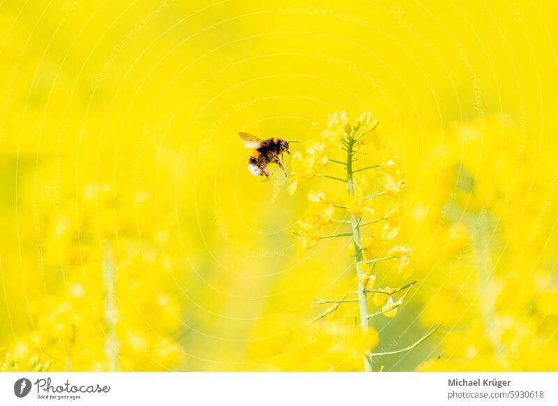 Hummel , Bumblebee and rape flower in the field, nature background. Biene Blume Blüte Botany. Feld Field Insect Landwirtschaft Meadow Nature background