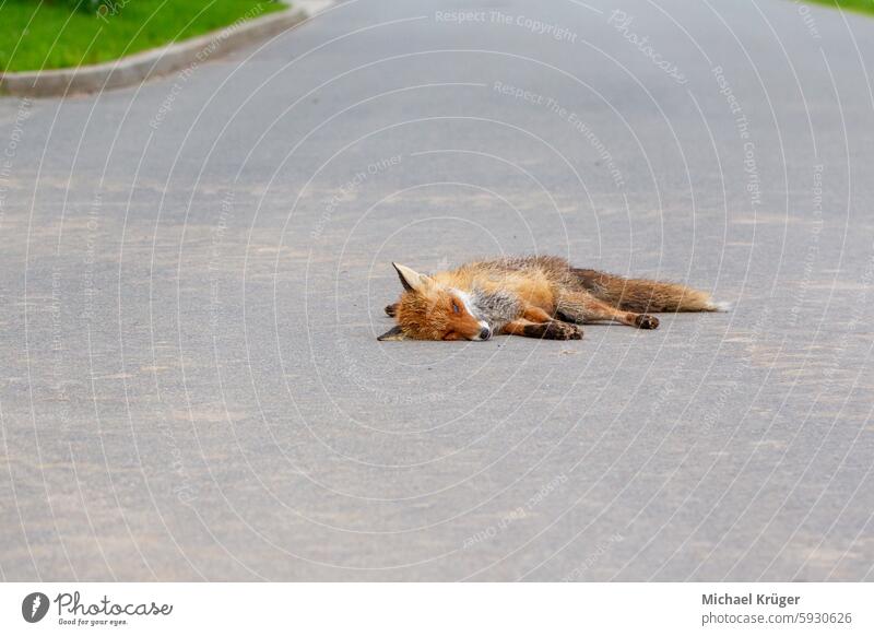 Toter Fuchs , Red fox (Vulpes vulpes) dearh on the road Accident Animal safety Deceased animal Landstraße Reporting. Roadkill Straße Tier Verkehrsunfall