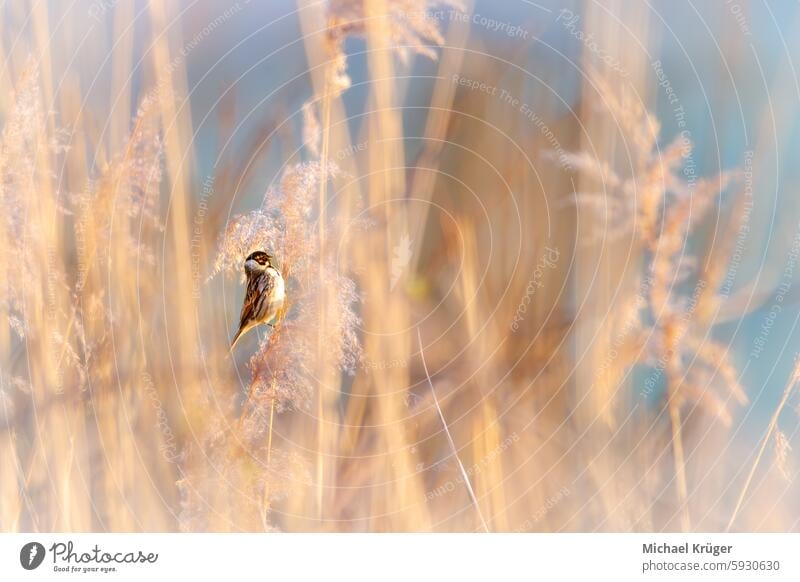 Rohrammer, The reed warbler (Phylloscopus collybita) Avian. Bird Habitat Migratory Nature Reed Warbler Reedbed Rohrsänger Schilf Schilfrohr Schilfrohrsänger