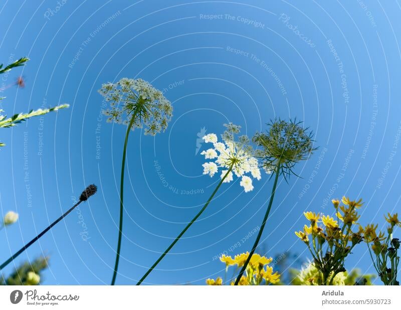 Flower meadow | laser weed in front of a blue sky Blue sky Meadow Nature Summer Laser herb Sky Beautiful weather Blossom wild flower White Yellow Stalk