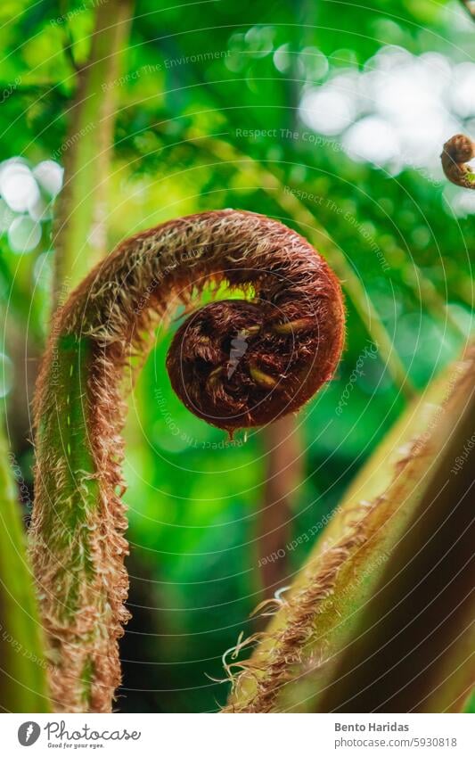 Fiddlehead in Tropical Forest Biotope Environment as Close-up in Portrait Image backyard bio bio sphere biology biotope ecology environment farn farne fern