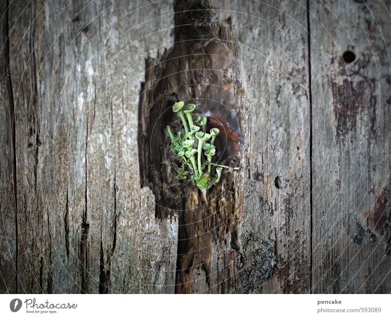 first 2014 | chamber concert Music Concert Stage Orchestra Nature Plant Elements Winter Tree Moss Lichen trumpet braiding Forest Window Sign Happiness Life