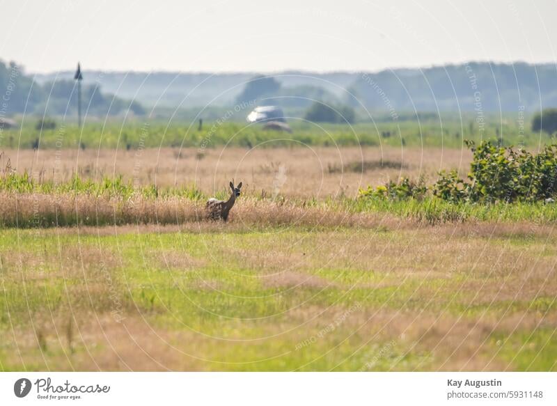 reh roe deer Deer Fawn Stone fawn Sylt Nature Salt grass meadows Young animals Camouflage vegetation Westerland rantum Reed border zone Summer Rantum meadows