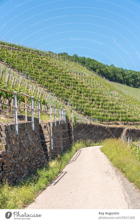 Red wine trail Dernau Exterior shot Landscape Nature Vine Vineyard Rhineland-Palatinate Bunch of grapes Wine growing Idyll Colour photo tranquillity Trip vine