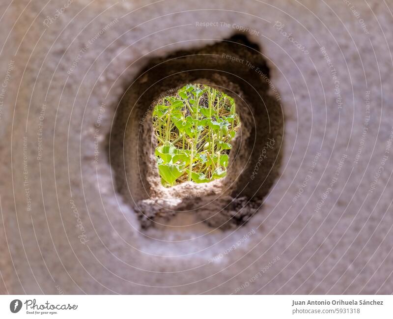 Hole in a concrete wall through which wild plants can be seen. hole surface background backdrop perforation cement vegetation urban city town street