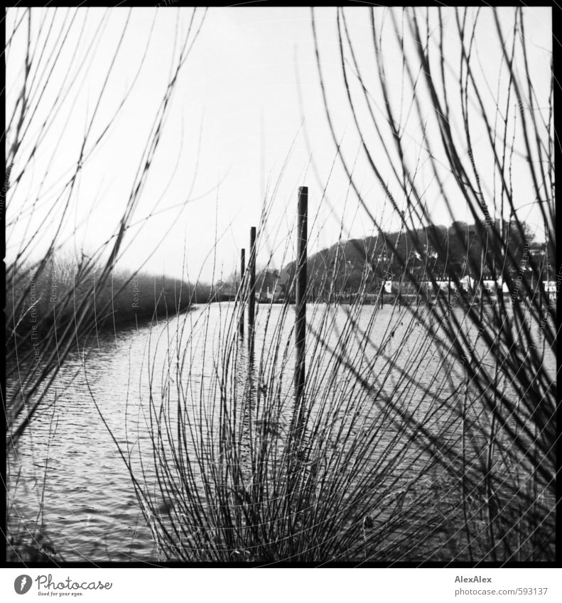 harbor Trip Wooden stake Plant Bushes Branch Coast River bank Bay Peninsula Harbour Jetty Elbe Blankenese House (Residential Structure) Footbridge Navigation