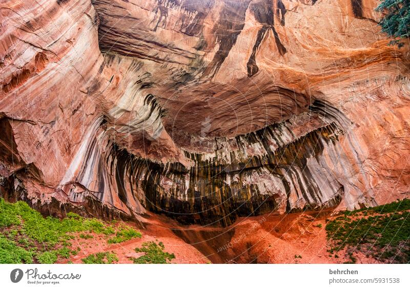 cave Impressive Wall of rock Stone Red Utah Zion Nationalpark Nature Vacation & Travel Rock Mountain Landscape travel Americas USA especially Cave