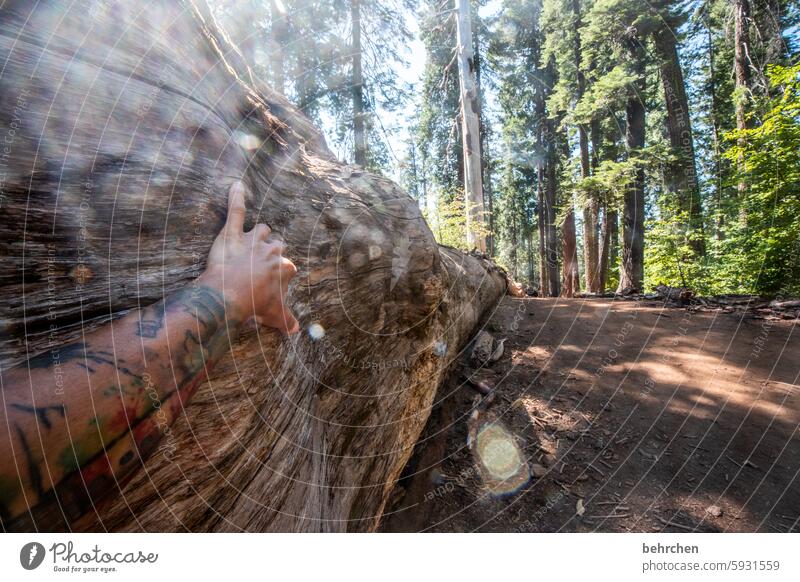 tree hugger Nature Yosemite National Park California yosemite Americas USA trees Tree trunk Caress take hold of sb./sth. Hand arm Forest especially Impressive