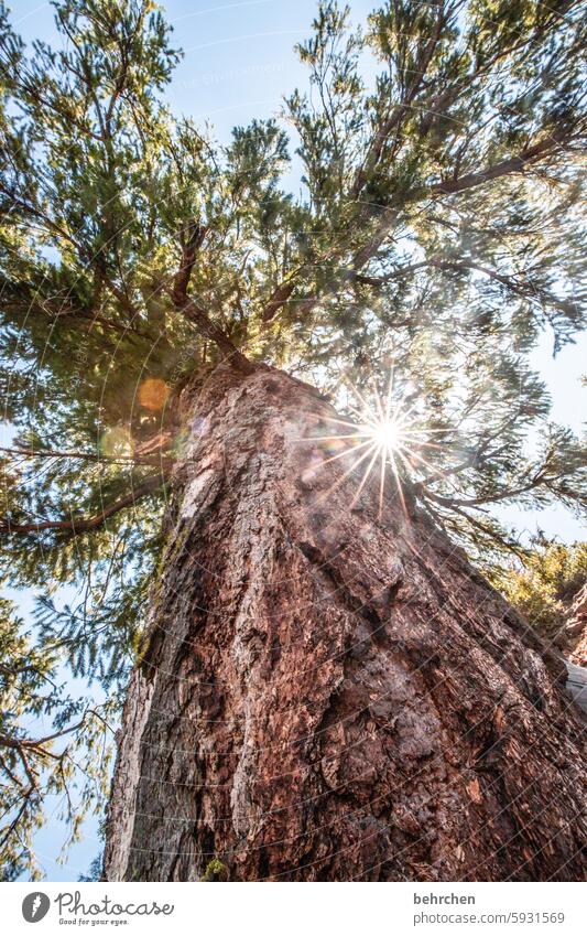 my friend, the tree! Forest USA Yosemite National Park California Americas yosemite Landscape Sunlight solar star Light Sky Nature Stone pine Tree Tree trunk