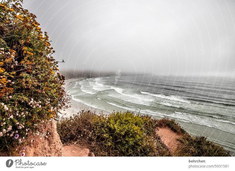 More sea Vacation & Travel Far-off places California Americas USA Fog coast Ocean Exceptional Fantastic Water Waves Landscape Beach bush little flowers