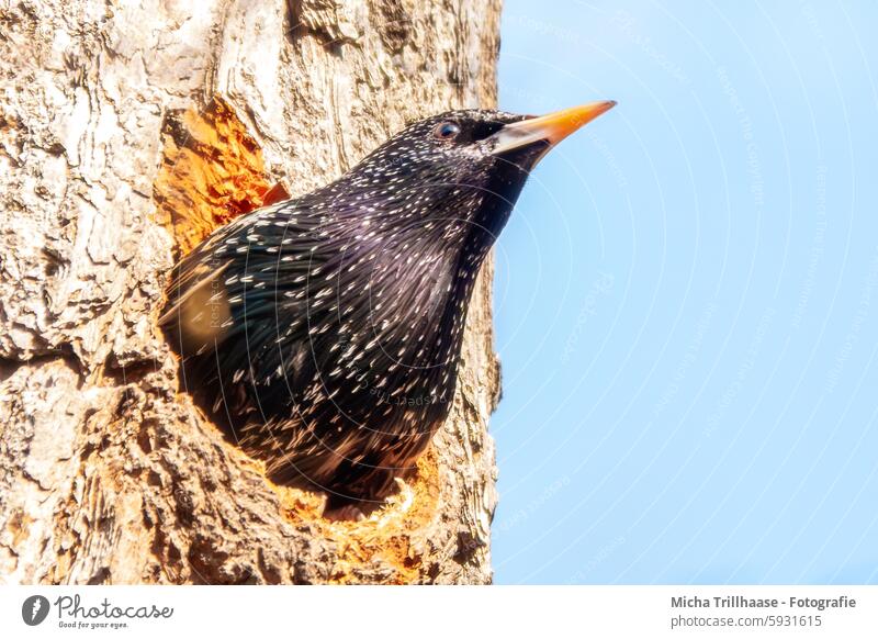 Starling looks out of the breeding den Common starling Sturnus vulgaris songbird Head Eyes Beak feathers plumage Grand piano Nest Tree trunk Lookout sunshine