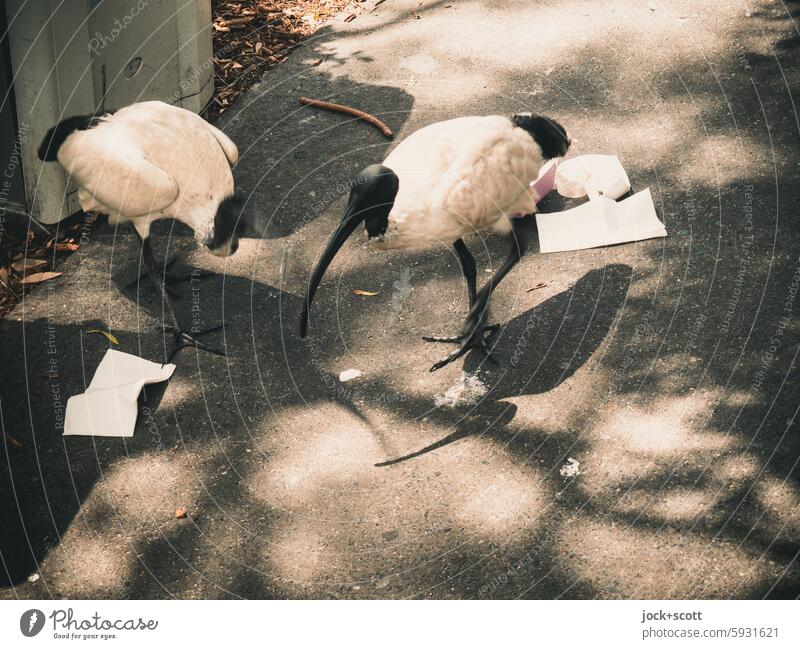 Ibisse im untypischen Lebensraum Bird garbage Animal portrait untypically