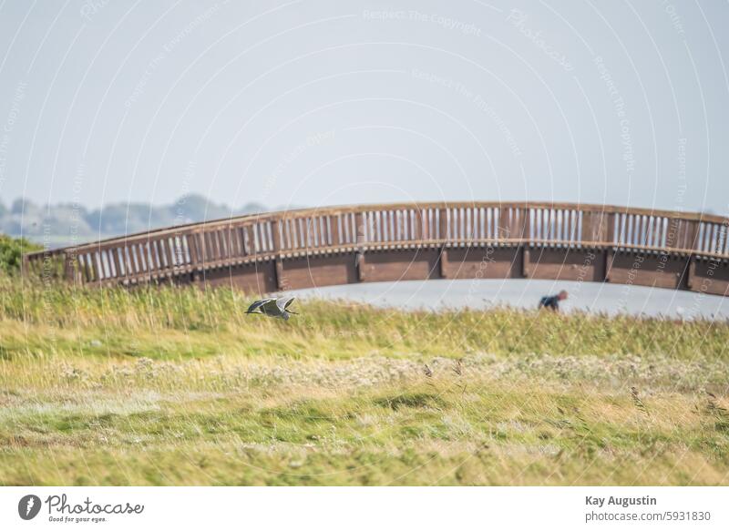 Gray heron in flight Bridge of Lies salt marshes bank Wading bank Sylt Bird's-eye view birdwatching Flight of the birds bird sanctuary Bird Photography