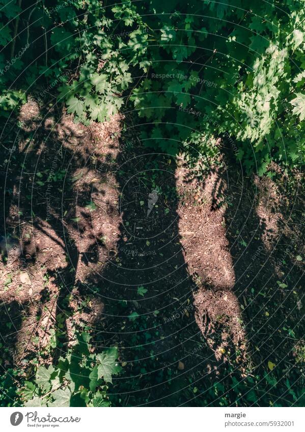 Optical illusion tree shadow off bushes Shadow trees Green Bushes Deception Plant Exterior shot Environment