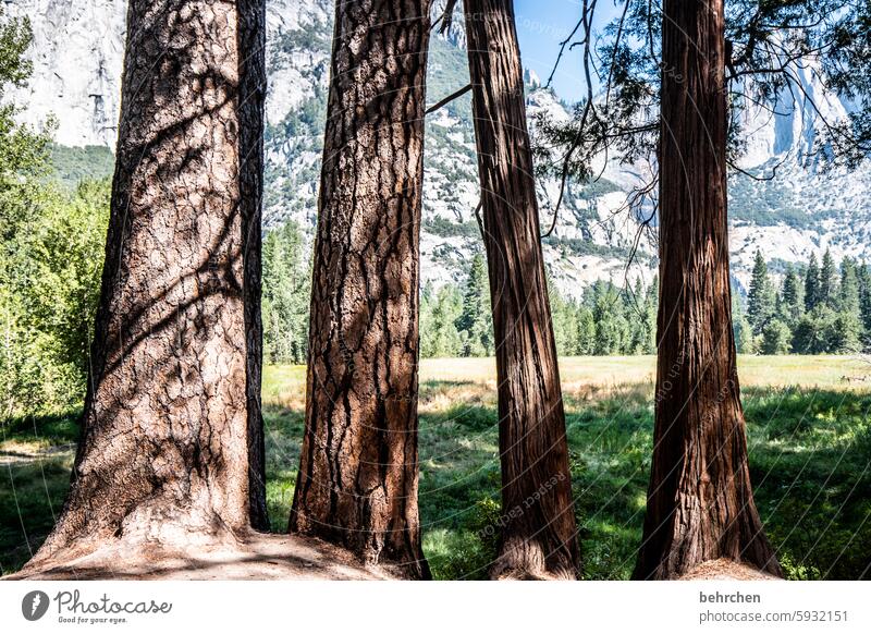 tree stories especially Forest Tree trunk trees USA Americas yosemite California Yosemite National Park Nature Wood Landscape