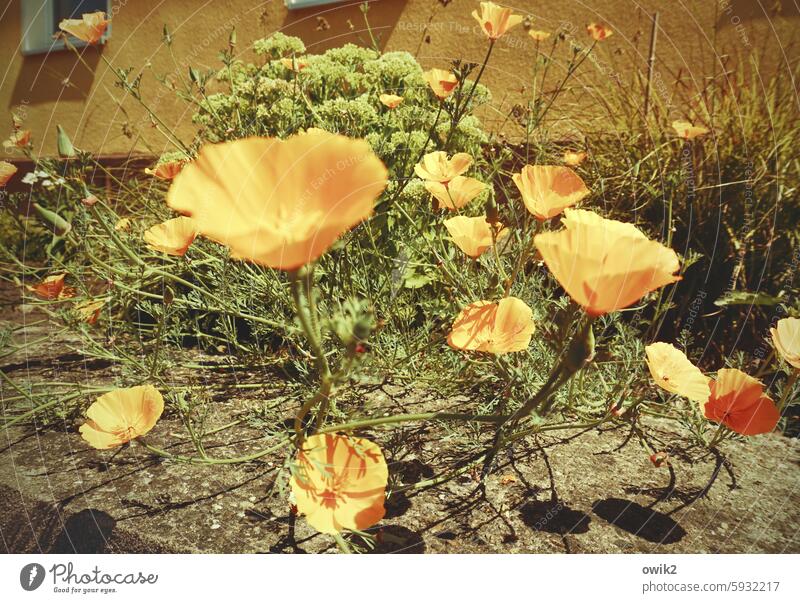 Flower store (3) California poppy Blossoming Summery luminescent together in common Bright Colours Direct Skyward strive for the top mutual interests Deserted