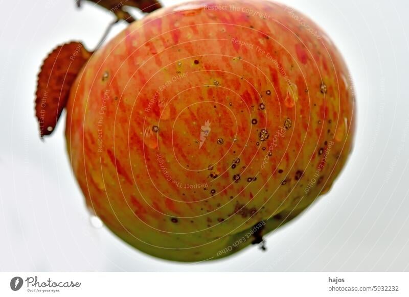 ripe apple with dew drops on a tree red rain drops fruit apple tree closeup summer autumnal cultivation food nature seasonal vitamin plantation agriculture