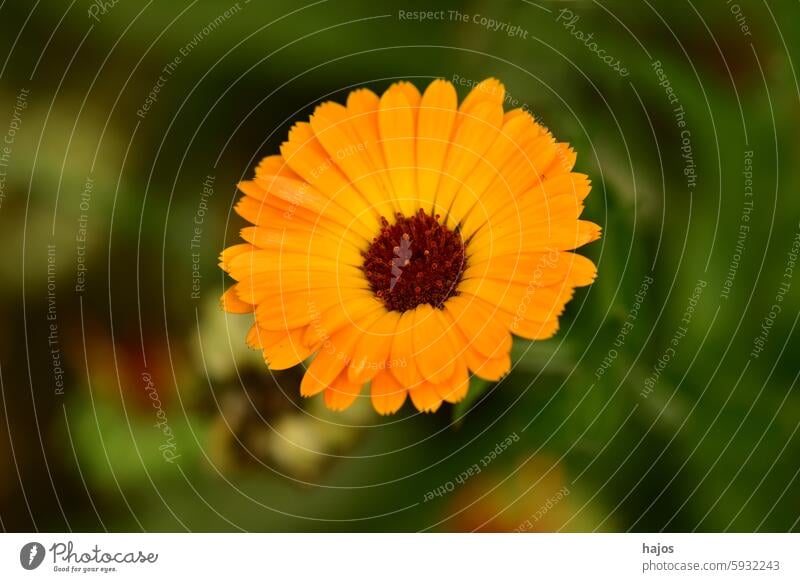 marigold, medicinal herb with flower Calendula officinalis pot marigold ruddles common marigold Scotch marigold closeup plant herbal cultivation garden blooming