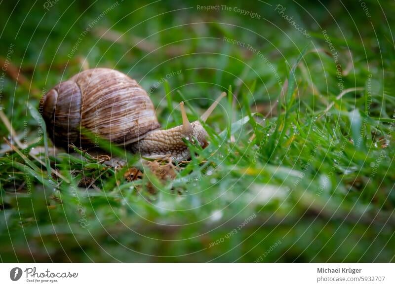 Weinbergschnecke , Snail crawling on the grass in the garden, shallow depth of field Close-up. Crawling Delikatesse Garden Gehäuse Gras Grass Haus Kirchen