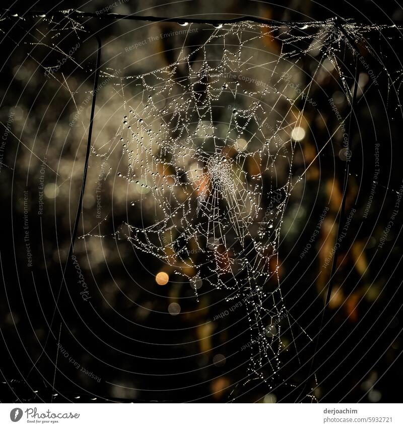 Encounter in the forest. Spider's web Autumn Exterior shot Deserted Drops of water naturally Day Detail Close-up Colour photo Nature Wet Glittering Net