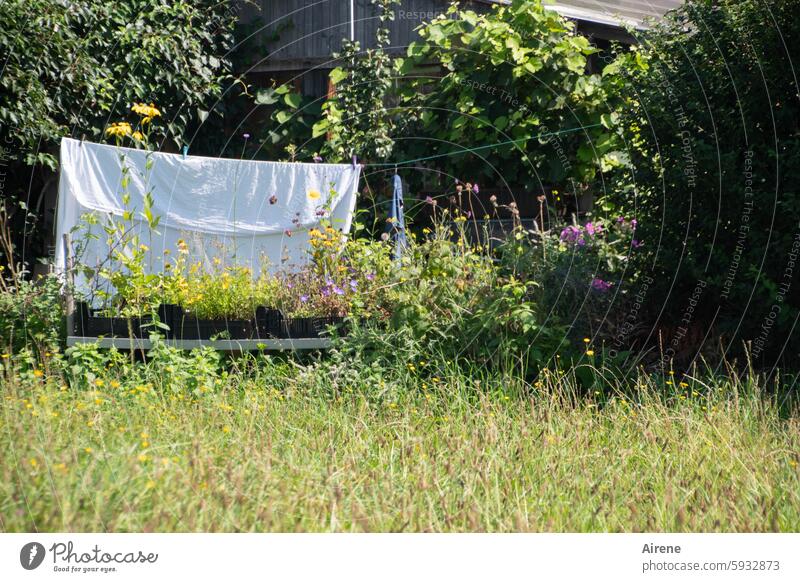 on a sunny day in August Laundry Dry Sunlight Happy Clean Idyll Bright Light Laundered fresh green Hang Rag hung clothesline Household Bushes sunshine