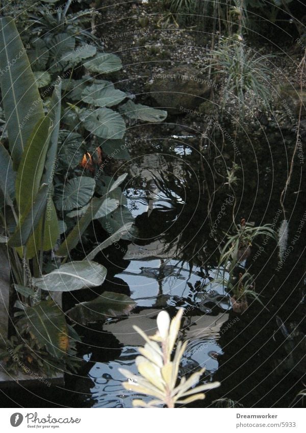 plant world Plant Forest Water Green Nature Virgin forest Leaf