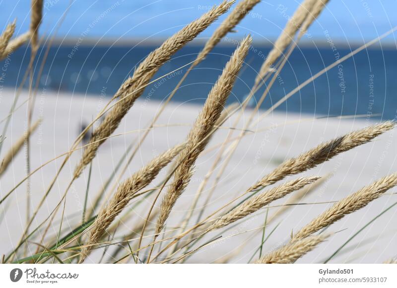 marram grass Marram grass coast North Sea Beach Sand North Sea coast dunes duene Ocean Relaxation Vacation & Travel voyage Nature Landscape Environment