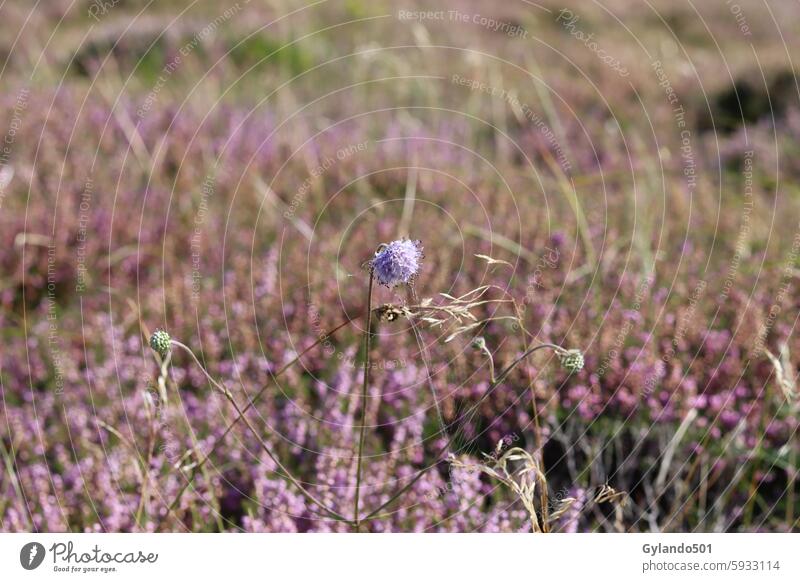 Cornflower in the heath Heathland heather purple Pink Erika heather blossom flowering heath Wild plant purple pink heathen atmosphere Blossoming Violet Summer