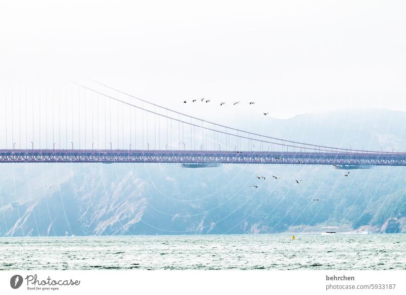 in the air California Attraction Tourist Attraction Architecture Bridge Landmark Golden Gate Bridge Fog Exceptional Fantastic USA San Francisco Sky