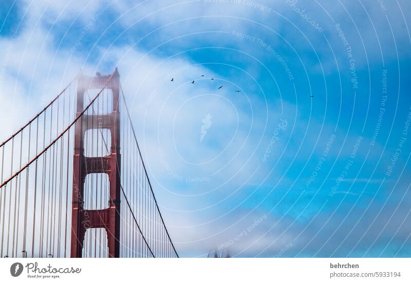 skyscrapers California Attraction Architecture Landmark Bridge Tourist Attraction Golden Gate Bridge Fog Exceptional Fantastic USA San Francisco Pelican Sky