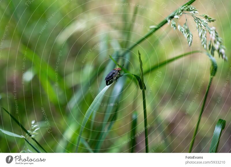 Beetle on a blade of grass living creature nature biology Polyphaga insect background animal black wildlife beetle carrion beetle fauna Red-necked Silphium