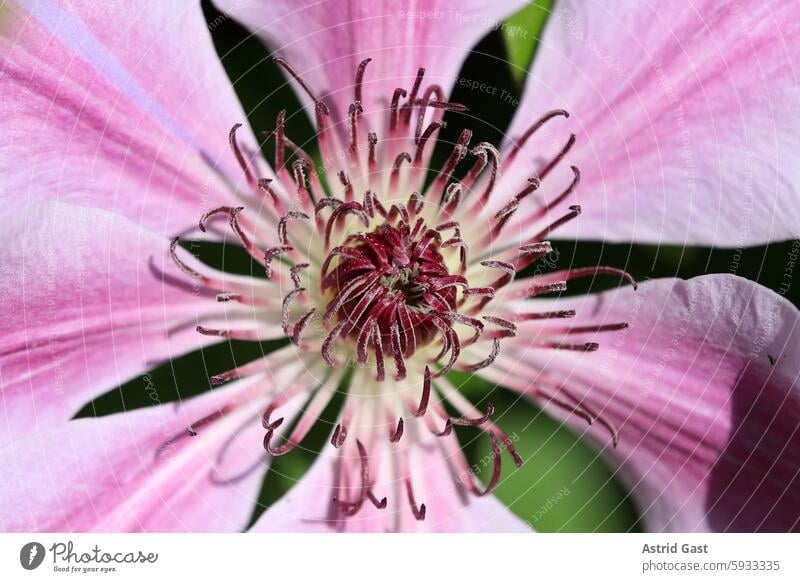 Close-up of a pink-pink clematis Flower Blossom purple Clematis Summer Spring blossom clematis flower Pink Near macro Plant Garden Beauty & Beauty inner