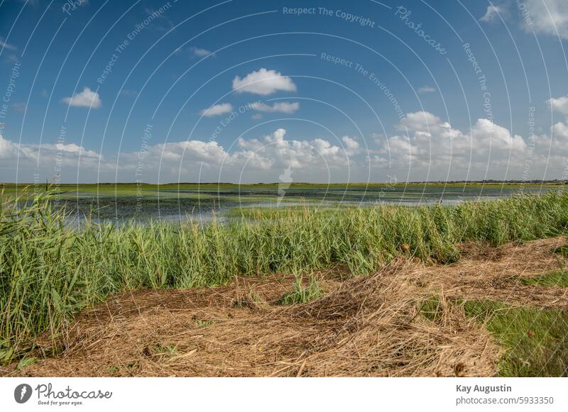 storm surge storm tide fields North Sea coast Nature Landscape Sky Gale Colour photo Exterior shot Nature reserve Environment Germany Ocean Schleswig-Holstein