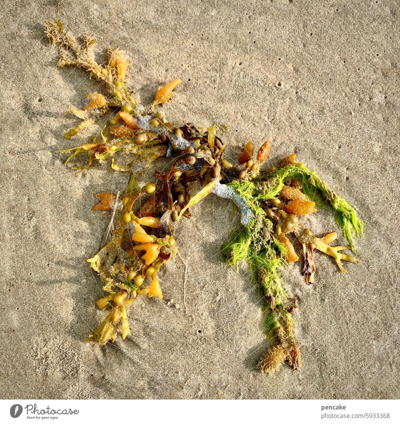 beachfood North Sea Beach Algae washed ashore Ocean Sand Flotsam and jetsam Vacation & Travel Summer Water Denmark Habitat Nature coast