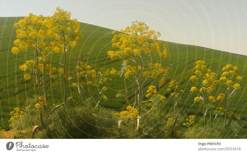 Huge yellow-flowering wild fennel plants, behind them a green grain field shortly after sowing. Fennel fennel blossom Green Vegetable Fresh naturally Landscape