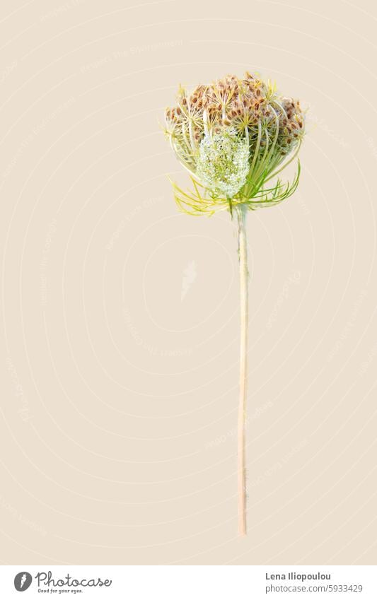 A thistle flower against the beige background fine art of flowers Full frame backgrounds beige color bloom blossom botany brown color bud close up copy space