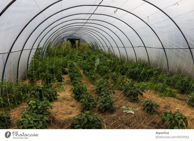 paprika Greenhouse Pepper Greenhouse tunnel Agriculture Plant Food Extend Growth Vegetable naturally Organic Nutrition Garden Fresh reap Gardening Harvest