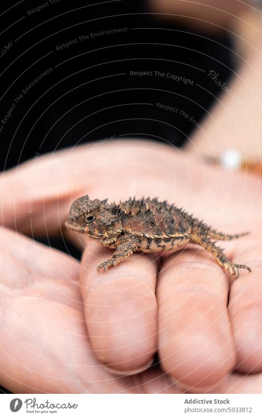 Horned lizard resting on a human hand in close-up horned lizard reptile wildlife texture spike comfort palm nature interaction conservation species animal scale