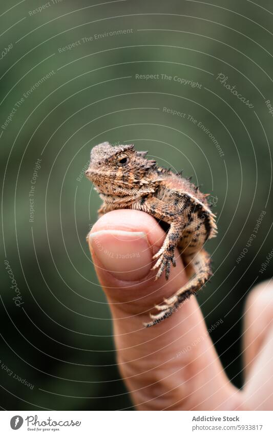 Close-up of a small horned lizard perched on a human finger wildlife nature close-up animal reptile human hand detail texture skin eyes alert green