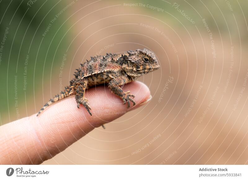 Close-up of a textured horned lizard on a human fingertip spiky nature wildlife reptile animal close-up macro unrecognizable camouflage natural outdoors detail