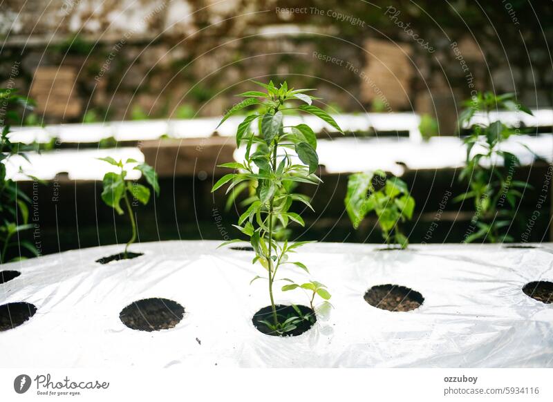 chili planting agriculture chili pepper close-up closeup compost copy space cultivated dirt environment environmental conservation farm farming food freshness