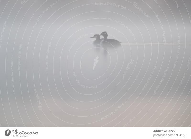 Misty lake scene with great crested grebes bird podiceps cristatus mist water tranquil serene courtship display ethereal wildlife nature reflection fog pair duo