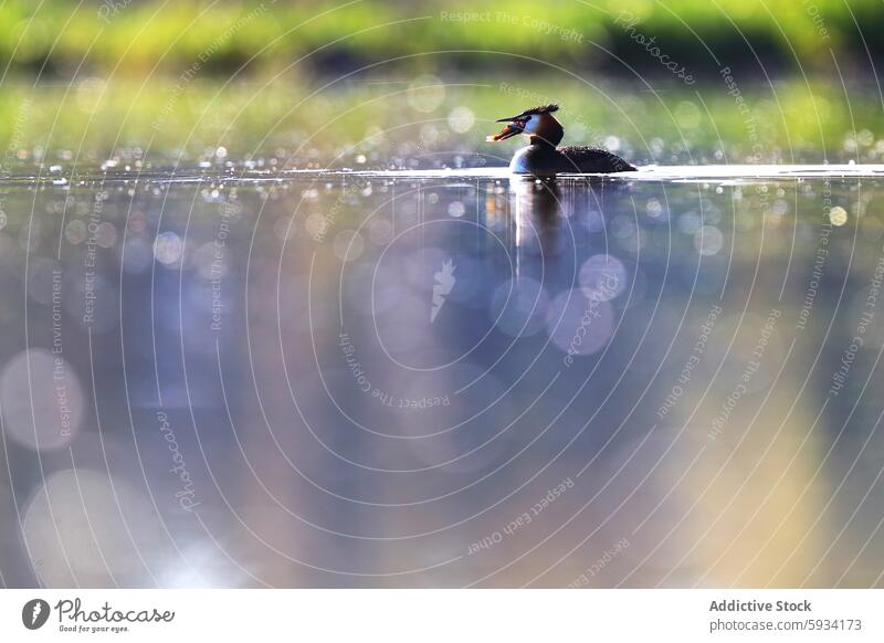 Great Crested Grebe with prey on the water surface bird great crested grebe podiceps cristatus lake fish nature wildlife animal feather beak aquatic swimming