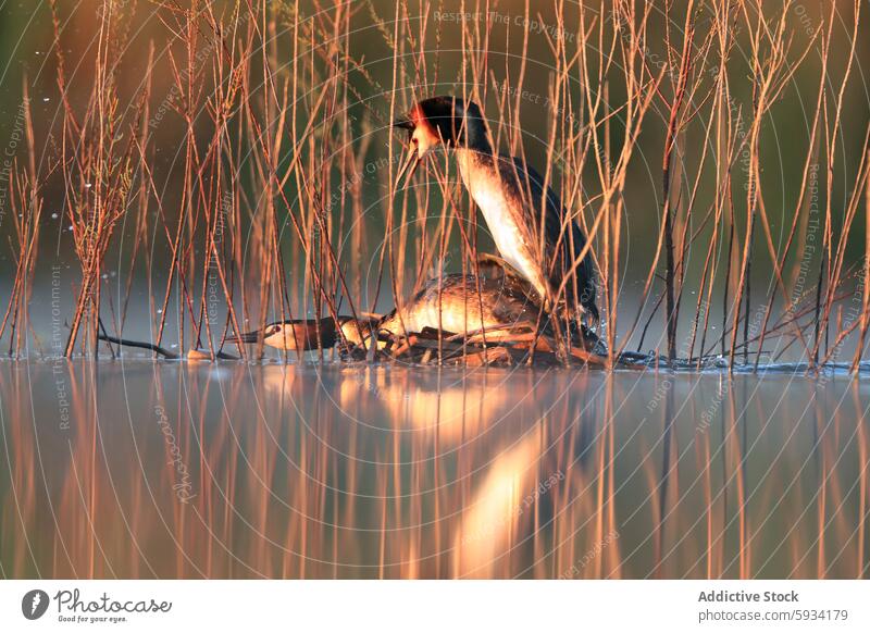 Great crested grebe couple in their natural habitat at sunrise great crested grebe podiceps cristatus bird wildlife nature water lake reed golden hour nest