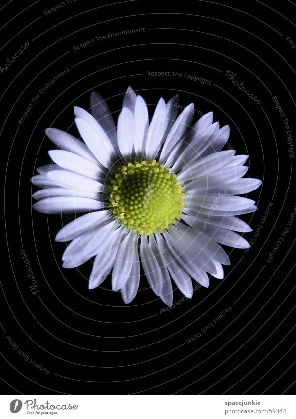 Baldur's Eye Daisy Flower Spring Blossom Black Yellow White Macro (Extreme close-up)