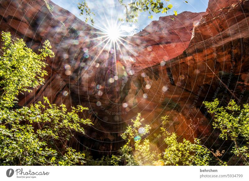 sun star for christine Forest USA trees Americas travel Landscape Mountain Sunlight solar star Light Sky Rock Vacation & Travel Nature Zion Nationalpark Utah